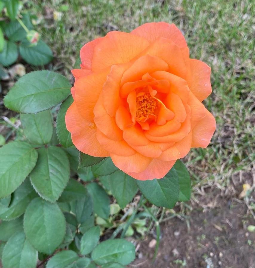 Aparthotel Il Casale Delle Rose Paganico  Esterno foto