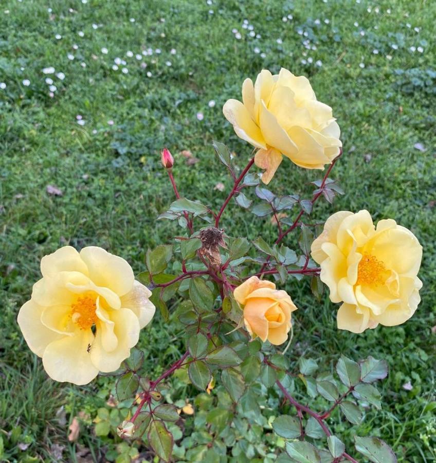 Aparthotel Il Casale Delle Rose Paganico  Esterno foto
